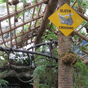 Orinoco Rainforest - Three-toed Sloth Exhibit