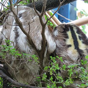 Orinoco Rainforest - Three-toed Sloth Exhibit