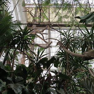 Orinoco Rainforest - Howler Heights Exhibit