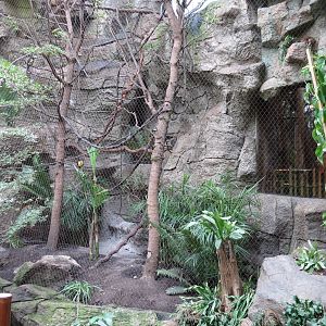 Orinoco Rainforest - Toucan Heights Exhibit