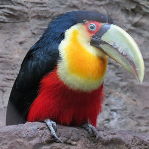 Orinoco Rainforest - Toucan Heights Exhibit - Red-breasted Toucan