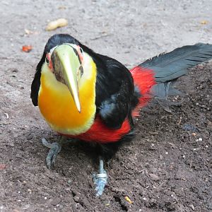 Orinoco Rainforest - Toucan Heights Exhibit - Red-breasted Toucan