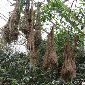 Orinoco Rainforest - Canopy Level View - Oropendola Nests