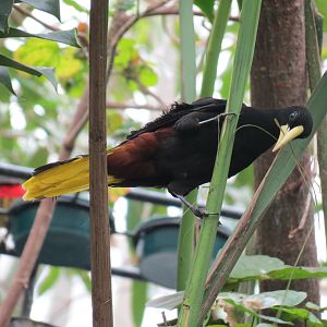 Orinoco Rainforest - Canopy Level View - Crested Oropendola
