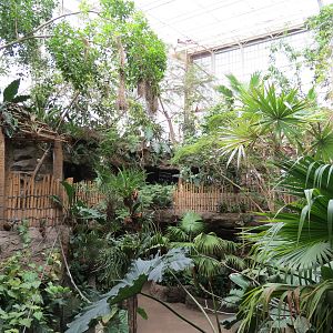 Orinoco Rainforest - Canopy Level View