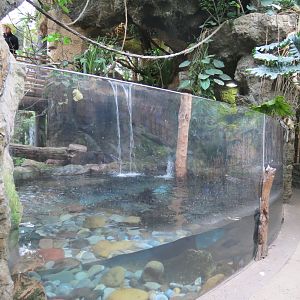 Orinoco Rainforest - Lobo del Rio Exhibit