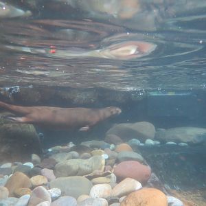 Orinoco Rainforest - Lobo del Rio Exhibit - Giant Otter