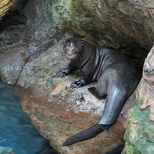 Orinoco Rainforest - Lobo del Rio Exhibit - Giant Otter