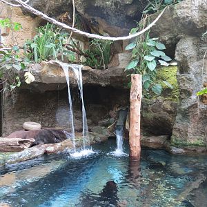 Orinoco Rainforest - Lobo del Rio Exhibit