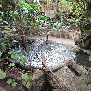 Orinoco Rainforest - Lobo del Rio Exhibit