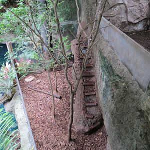 Orinoco Rainforest - Lobo del Rio Exhibit