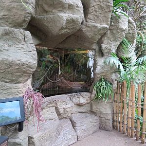 Orinoco Rainforest - Caiman Lizard Exhibit