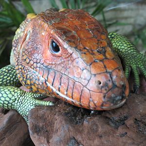 Orinoco Rainforest - Caiman Lizard Exhibit