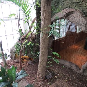 Orinoco Rainforest - Red-footed Tortoise Exhibit