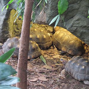 Orinoco Rainforest - Red-footed Tortoise Exhibit
