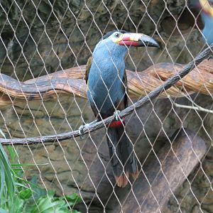 Orinoco Rainforest - Plate-billed Mountain Toucan