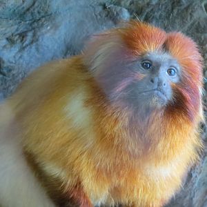 Orinoco Rainforest - Golden Lion Tamarin and Others Exhibit