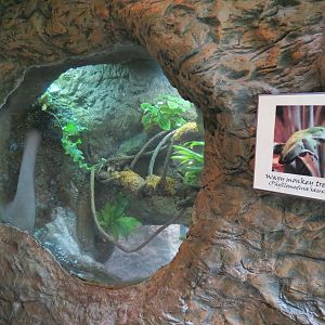Orinoco Rainforest - Waxy Monkey Tree Frog Exhibit