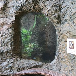 Orinoco Rainforest - Yellow-banded Poison Dart Frog Exhibit