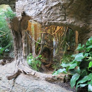 Orinoco Rainforest - Brown Basilisk and Emerald Tree Boa Exhibit