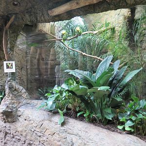 Orinoco Rainforest - Double Yellow-headed Amazon Parrot Exhibit
