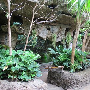 Orinoco Rainforest - River's Edge Lower Exhibit