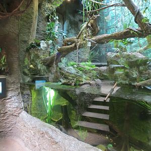 Orinoco Rainforest - River's Edge Lower Exhibit