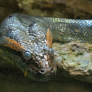 Orinoco Rainforest - River's Edge Lower Exhibit - Green Anaconda