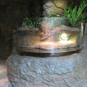 Orinoco Rainforest - Dwarf Caiman Exhibit