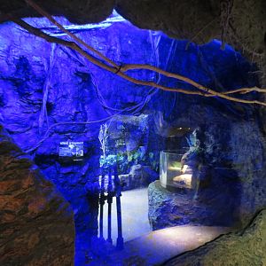 Orinoco Rainforest - Vampire Bat Exhibit