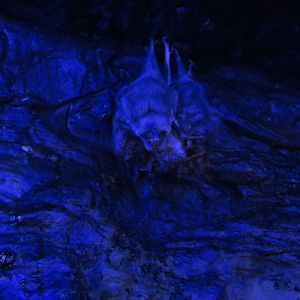 Orinoco Rainforest - Vampire Bat Exhibit