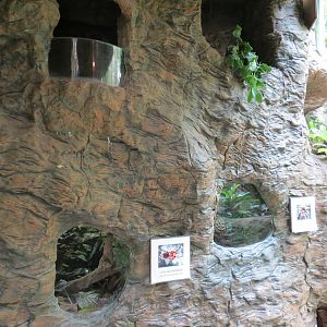 Orinoco Rainforest - Curly Hair Tarantula and Goliath Bird-eating Spider Ex