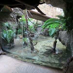 Orinoco Rainforest - Crocodile Cove