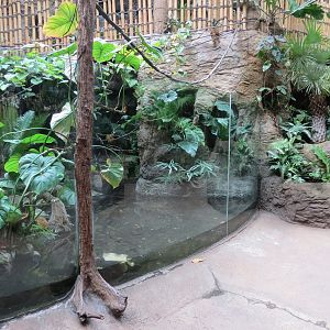 Orinoco Rainforest - Crocodile Cove