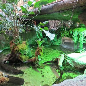 Orinoco Rainforest - Flooded Forest Exhibit