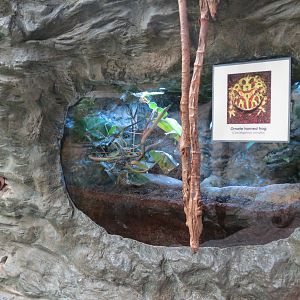 Orinoco Rainforest - Ornate Horned Frog Exhibit