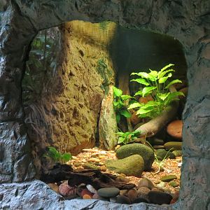 Orinoco Rainforest - Electric Eel Exhibit