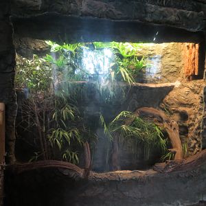 Orinoco Rainforest - Hawk-headed Parrot Exhibit