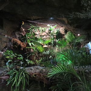Orinoco Rainforest - Prong-billed Barbet Exhibit