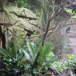 Orinoco Rainforest - Blue-billed Curassow and Many-banded Aracari Exhibit