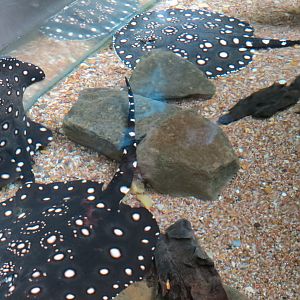 Orinoco Rainforest - Bigtooth River Stingray Exhibit