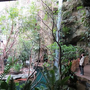 Orinoco Rainforest - Understory Level View