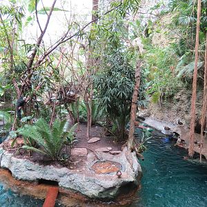 Orinoco Rainforest - River and Monkey Island Exhibits