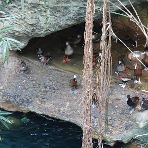 Orinoco Rainforest - River Exhibit