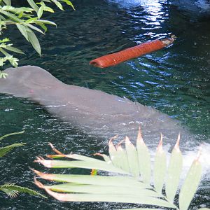 Orinoco Rainforest - River Exhibit - Antillean Manatee