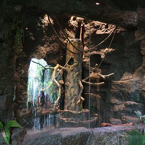 Orinoco Rainforest - Hoffman's Two-toed Sloth and Other Exhibit