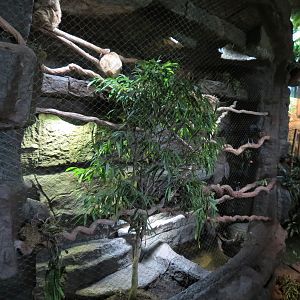 Orinoco Rainforest - Hoffman's Two-toed Sloth and Red-billed Curassow Exhib