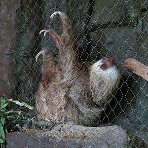 Orinoco Rainforest - Hoffman's Two-toed Sloth and Red-billed Curassow Exhib