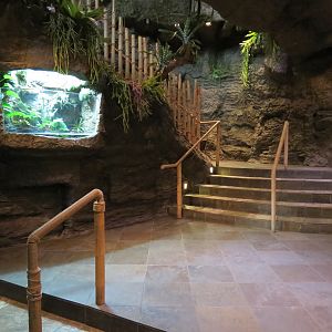 Orinoco Rainforest - Aquatic Level View