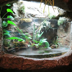 Orinoco Rainforest - Pipa-pipa Exhibit